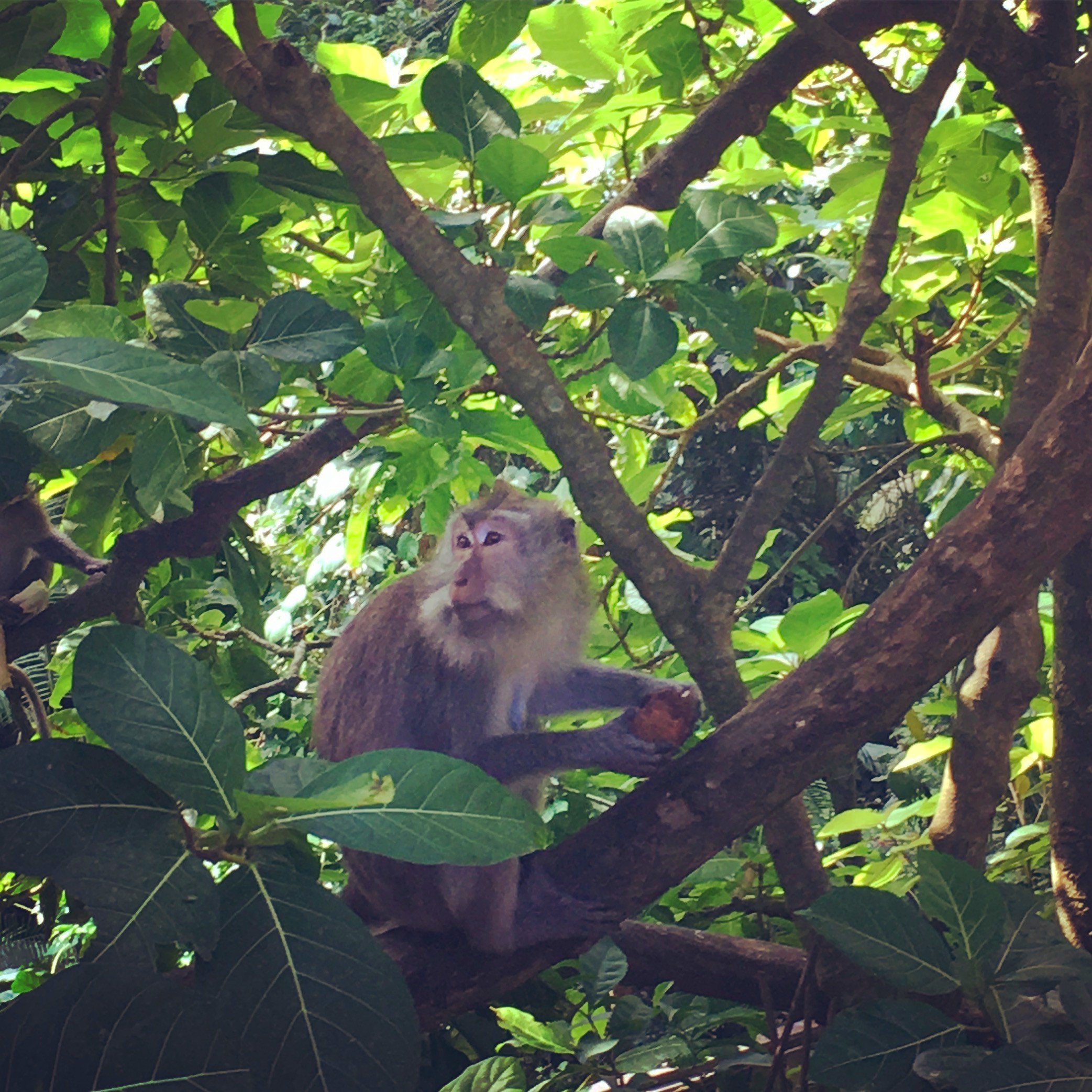 MONKEY-FOREST-UBUD