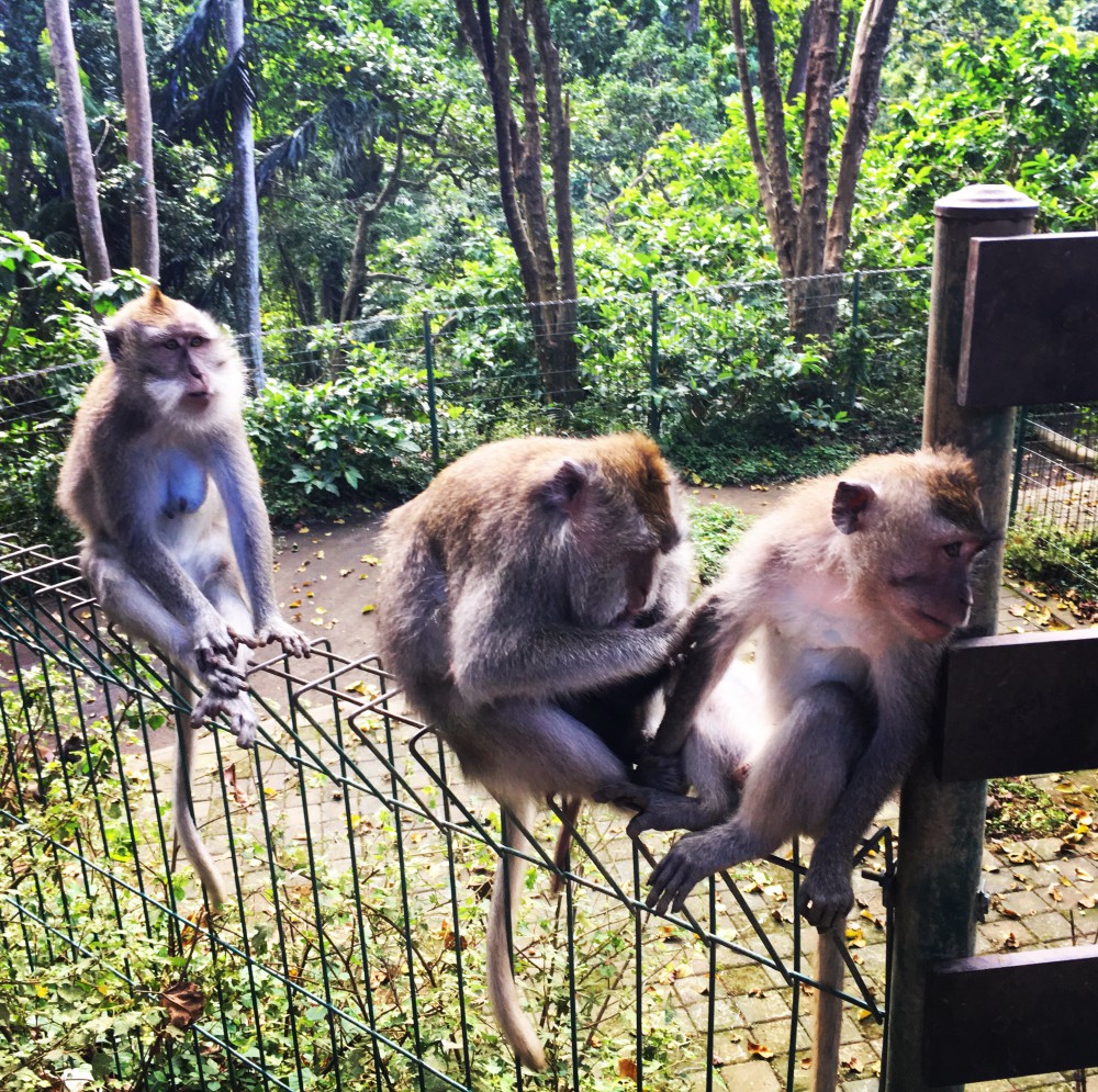 OPICE-UBUD