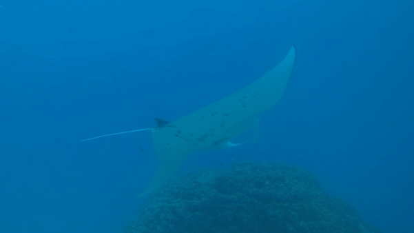 Manta