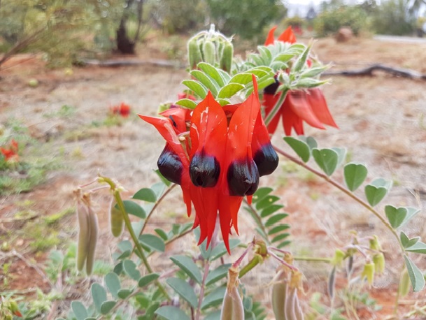 Najlepša spomladanska rozča v Great Victoria Desert