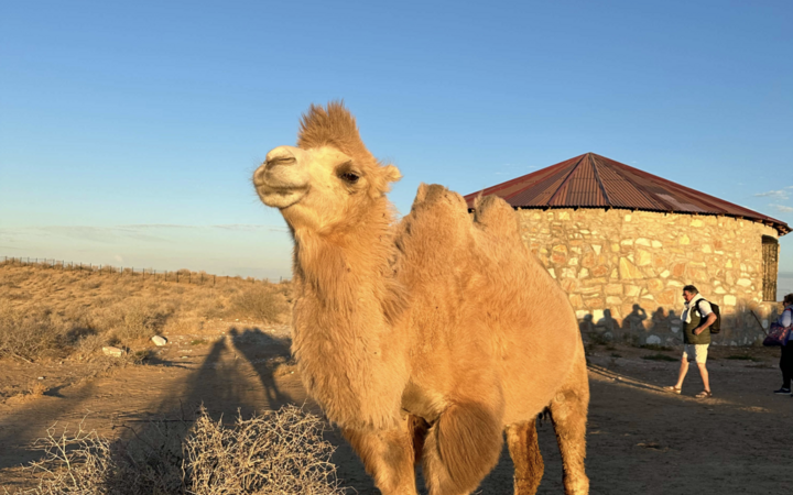 Uzbekistan kamela